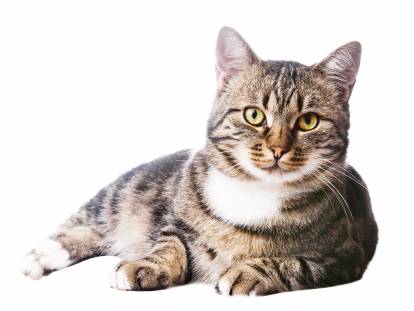 Un chat Européen gris tabby sur un fond blanc