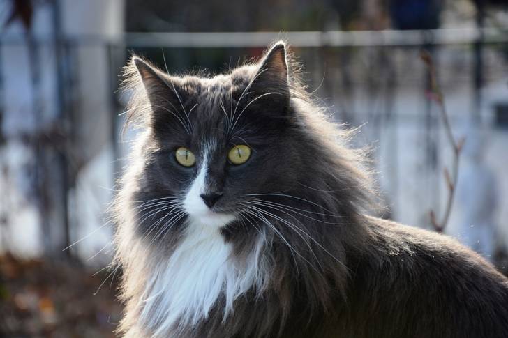 Un Norvégien bicolore blanc et gris dans un jardin