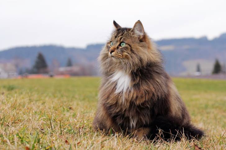 Un Norvégien assis dans l'herbe 