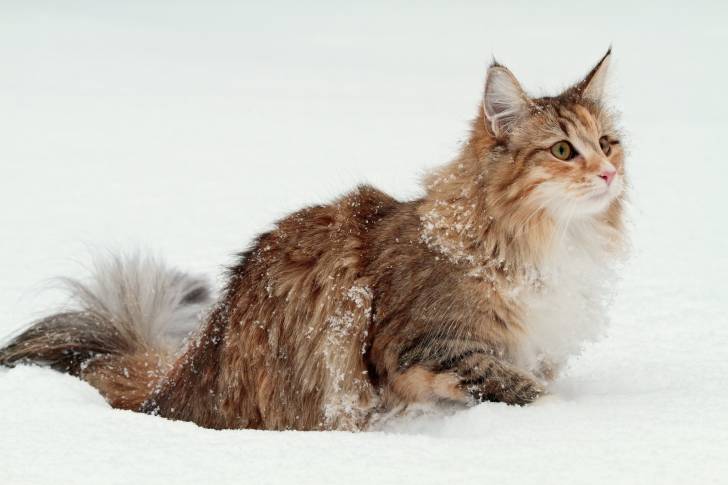 Un Norvégien à poil long dans la neige