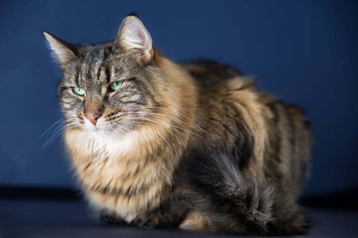 Un Norvégien tigré allongé sur ses pattes