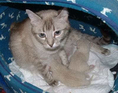 Siamois-tha? (siamois ancien type ? t?te ronde) - Colourpoint Shorthair