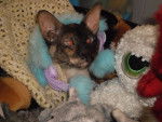 Nefer-titi - Cornish Rex (2 ans)