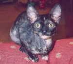 Cornish Rex - Cornish Rex
