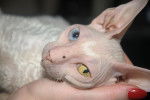 Le Cornish Rex - Cornish Rex
