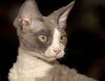 Le Cornish Rex - Cornish Rex
