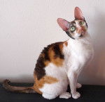 Cornish Rex - Cornish Rex