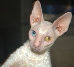 Cornish Rex - Cornish Rex
