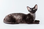 Photo Cornish Rex