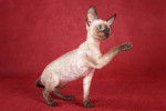 Photo Cornish Rex