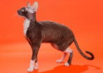 Photo Cornish Rex