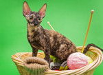 Photo Cornish Rex