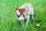 Photo Cornish Rex