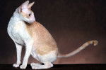 Photo Cornish Rex