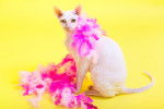 Photo Cornish Rex