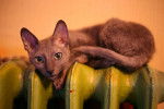 Photo Cornish Rex