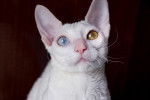 Photo Cornish Rex