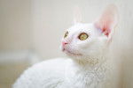 Photo Cornish Rex