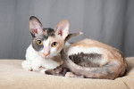 Photo Cornish Rex