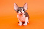 Photo Cornish Rex