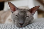 un Cornish Rex endormi vu de face