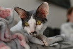 Photo Cornish Rex