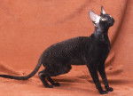 Photo Cornish Rex