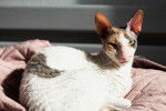 Photo Cornish Rex