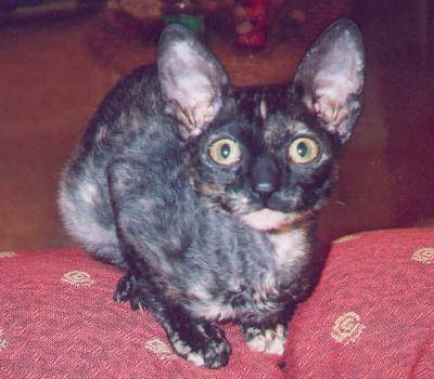 Cornish Rex - Cornish Rex