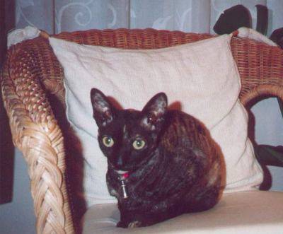 Cornish Rex - Cornish Rex