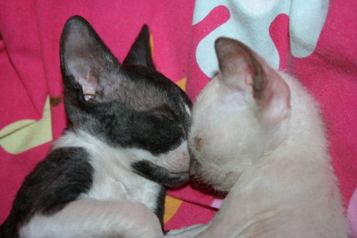 Cornish Rex - Cornish Rex