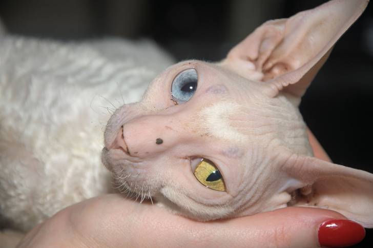 Le Cornish Rex - Cornish Rex