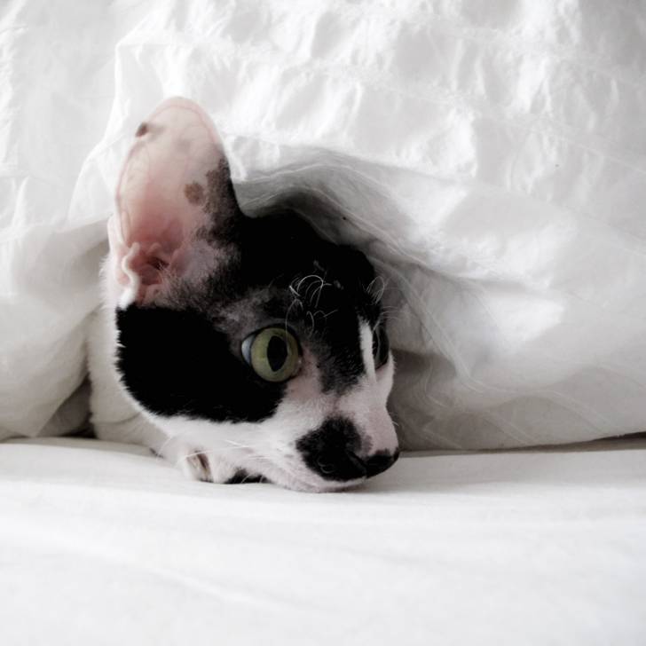 Le Cornish Rex - Cornish Rex