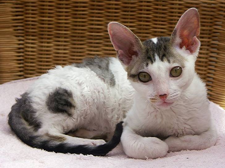 Un Cornish Rex gris et blanc couché dans son panier