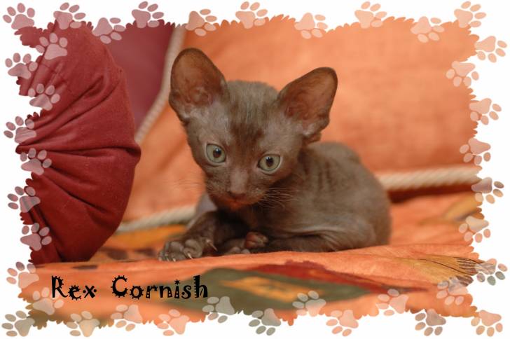 Ma petite Léa 4 - Cornish Rex
