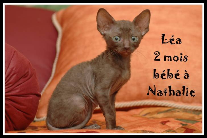 Ma petite Léa 5 - Cornish Rex