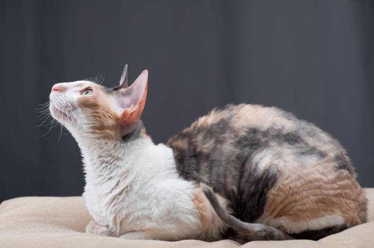 Photo Cornish Rex