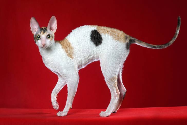 Un Cornish Rex tricolore