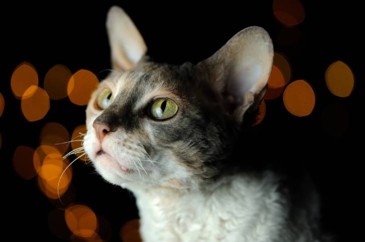 Photo Cornish Rex