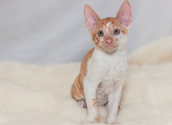 Photo Cornish Rex