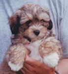 Terrier du Tibet - Terrier du Tibet