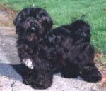 Terrier du Tibet - Terrier du Tibet