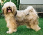 Terrier du Tibet - Terrier du Tibet
