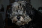 Photo Terrier du Tibet : Isho - Terrier du Tibet