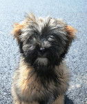 Etan 7 mois - Terrier du Tibet (7 mois)