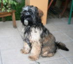 Etan Terrier du Tibet 7 mois - Terrier du Tibet (7 mois)