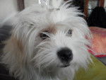 Portrait Kaminouz Terrier du Tibet a 9 mois - Terrier du Tibet (9 mois)