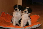 Deux adorables chiots Terriers du Tibet - Terrier du Tibet