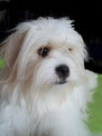 Kaminouz a maintenant 2 ans - Terrier du Tibet (2 ans)