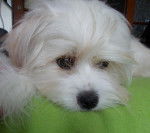 Beau portrait de Kaminouz - Terrier du Tibet